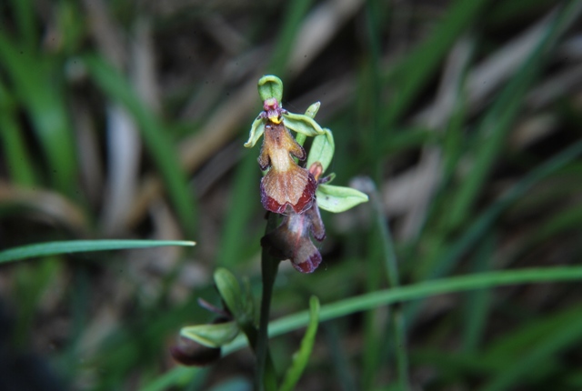 Ophrys